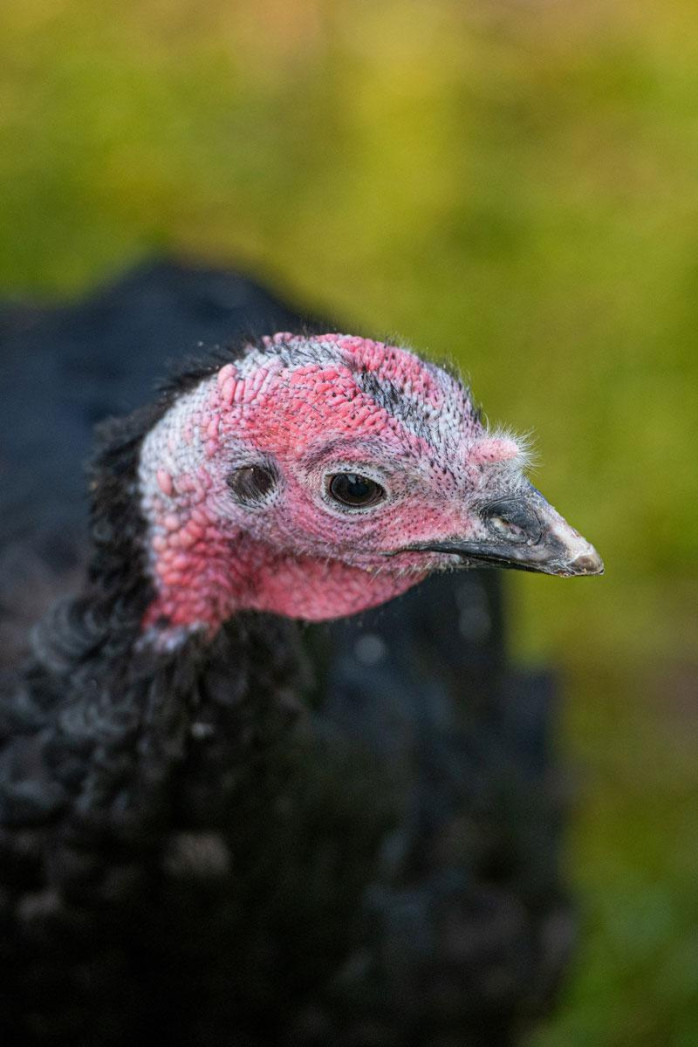 turkey-portrait